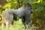 Silverback Gorilla
