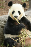 Yang Yang (Dad Panda)