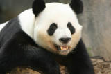 Yang Yang (Dad Panda)