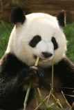 Lun Lun (Mom Panda)