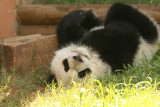 Mei Lan (Baby Girl Panda born September 6, 2006)