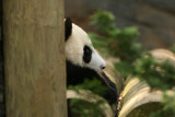 Mei Lan (Baby Girl Panda born September 6, 2006)