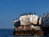 Gull's stone / Piedra gaviota