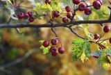 Hawthorn and Beech