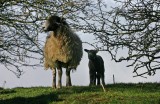 black sheep