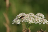 fly