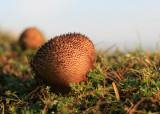 puffball