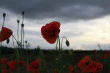 october poppies