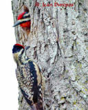 Sapsucker, Yellow-bellied