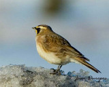Horned Lark