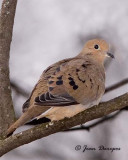 Mourning Dove