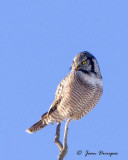 Northern Hawk Owl