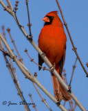 Northern Cardinal
