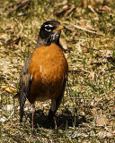 American Robin