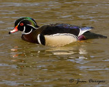 Wood Duck