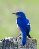 Eastern Bluebird