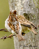 House Sparrows