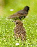 European Starling (juvenile)
