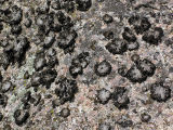 Tuschlav - Lasallia pustulata - Rock Tripe