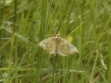 Blåbärsparkmätare - Eulithis populata - Northern Spinach