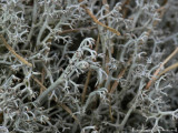 Grå renlav - Cladonia rangiferina - Gray reindeer lichen