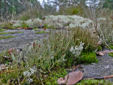 Stängellav - Cladonia gracilis - Smooth cladonia