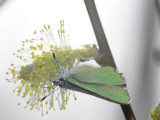 Grönsnabbvinge - Callophrys rubi - Green Hairstreak