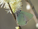Grönsnabbvinge - Callophrys rubi - Green Hairstreak