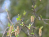Grönsnabbvinge - Callophrys rubi - Green Hairstreak