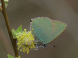 Grönsnabbvinge - Callophrys rubi - Green Hairstreak