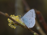 Tosteblåvinge - Celastrina argiolus - Holly Blue