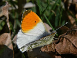 Aurorafjäril - Anthocharis cardamines - Orange Tip