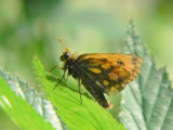 Svartfläckig glanssmygare - Carterocephalus silvicola - Northern Checquered Skipper