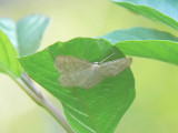 Blekgul lövmätare - Scopula floslactata - Cream Wave