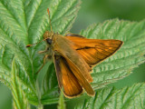 Ängssmygare (hanne) - Ochlodes sylvanus - Large Skipper (male)