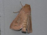Tegelrött gräsfly - Mythimna ferrago - The Clay