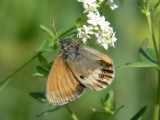 Pärlgräsfjäril - Coenonympha arcania - Pearly Heath