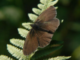 Luktgräsfjäril - Aphantopus hyperantus - Ringlet