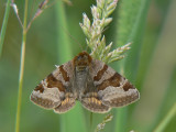 Gulbrokigt slåtterfly - Euclidia glyphica - Burnet Companion