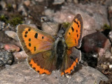 Mindre guldvinge - Lycaena phlaeas - Small Copper