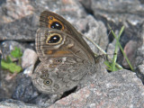Vitgräsfjäril - Lasiommata maera - Large Wall Brown
