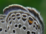 Violett blåvinge - Plebejus optilete - Cranberry Blue