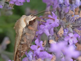 Allmänt bandfly - Noctua pronuba - Large Yellow underwing
