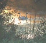 The famous two headed swan of Essex.LOL.