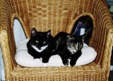 My Cats