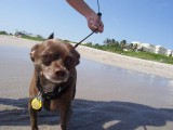 Gypsy Jupiter Beach, Florida