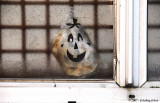 Ghostly grin