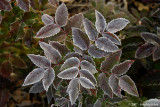 Frosted leaves