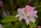 Our first rhody of the year