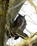 Great Horned Owl